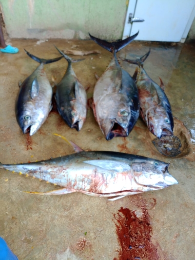 Supervisión, control y vigilancia, en coordinación con CODOPESCA en los varaderos y pescaderías de la zona de la Playa de La Cueva de Los Pescadores